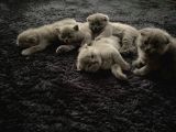 Safkan Scottish Fold Ve Bri̇ti̇sh Shorthair