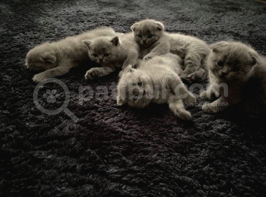 Safkan Scottish Fold Ve Bri̇ti̇sh Shorthair görsel