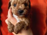 Erkek Toypoodle Bebi̇şler