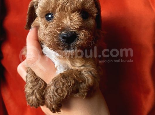 Erkek Toypoodle Bebi̇şler görsel