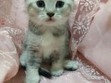 Harika Bebekler Yeni Evlerini Ariyor