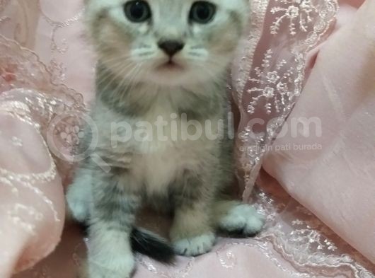 Harika Bebekler Yeni Evlerini Ariyor görsel