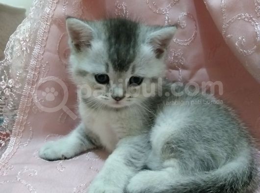 Harika Bebekler Yeni Evlerini Ariyor görsel