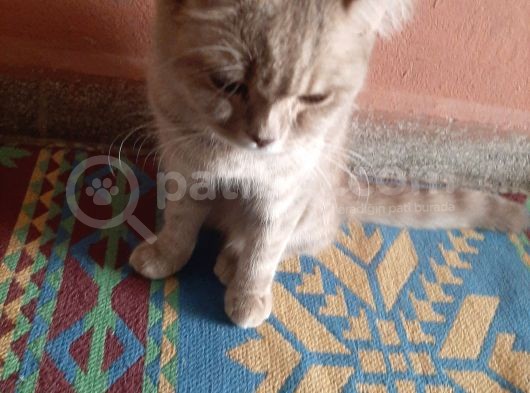 Dişi 1 Yaşında Deni̇zli̇ görsel