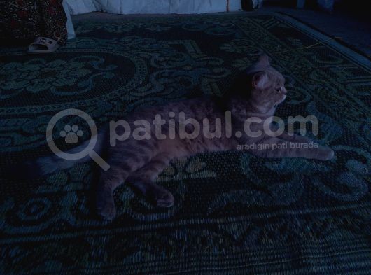 Dişi 1 Yaşında Deni̇zli̇ görsel