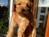 45 Günlük Di̇şi̇ Cockapoo
