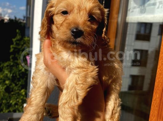 45 Günlük Di̇şi̇ Cockapoo görsel