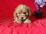 Orji̇nal Toy Poodle Anne Altindan