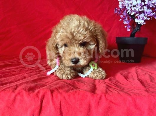 Orji̇nal Toy Poodle Anne Altindan görsel