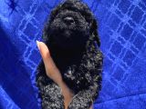 Muhteşem Black Toypoodle Yavrumuz