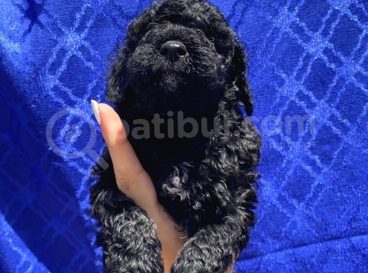 Muhteşem Black Toypoodle Yavrumuz görsel
