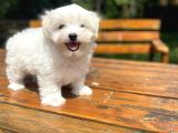 Orji̇nal Maltese Terri̇er Bebekler