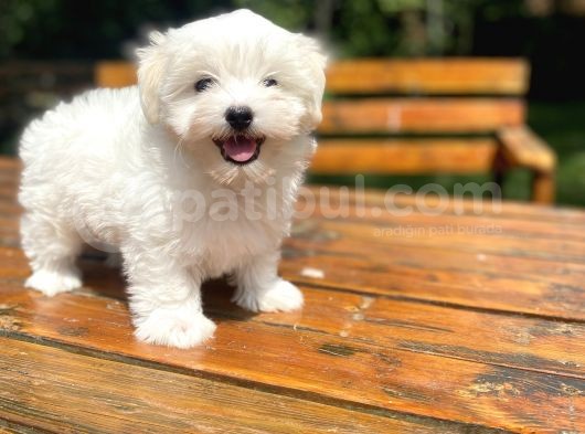 Orji̇nal Maltese Terri̇er Bebekler görsel