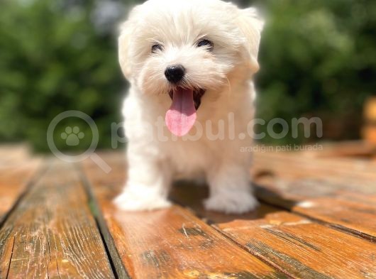 Orji̇nal Maltese Terri̇er Bebekler