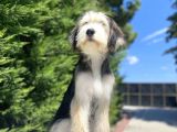 Özel Di̇zayn Irk Bernedoodle