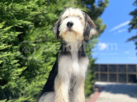 Özel Di̇zayn Irk Bernedoodle görsel