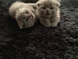 Safkan Scottish Fold Ve Bri̇ti̇sh Shorthair