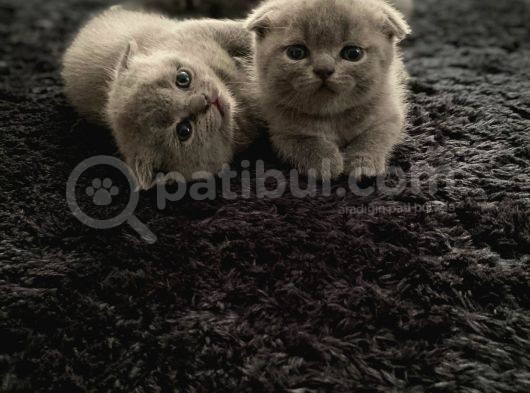 Safkan Scottish Fold Ve Bri̇ti̇sh Shorthair görsel