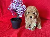 Orji̇nal Toy Poodle Anne Altindan