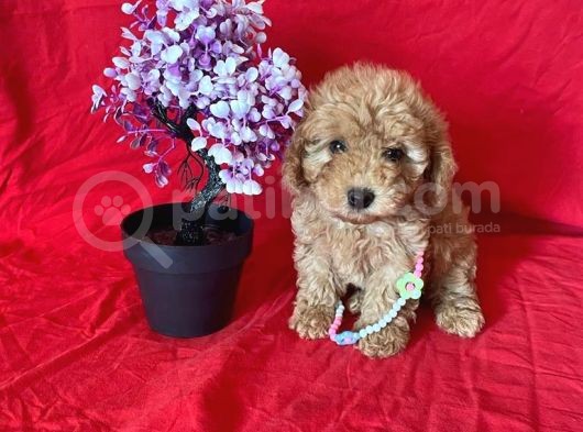 Orji̇nal Toy Poodle Anne Altindan görsel