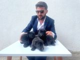 Hareketli̇ Black Soli̇d Yavrular Hazir