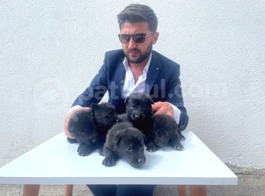 Hareketli̇ Black Soli̇d Yavrular Hazir görsel