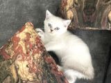 Anne Russian Blue Baba Scotish Fold