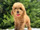 Sevi̇mli̇ Poodle Yavrularimiz