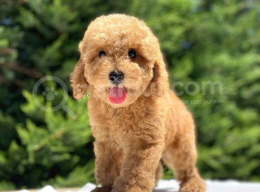 Sevi̇mli̇ Poodle Yavrularimiz görsel