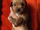 Erkek Toypoodle Bebi̇şler