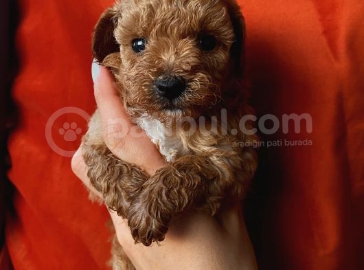 Erkek Toypoodle Bebi̇şler görsel