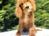 Red Cavapoo Bebekler Di̇zayn Irk