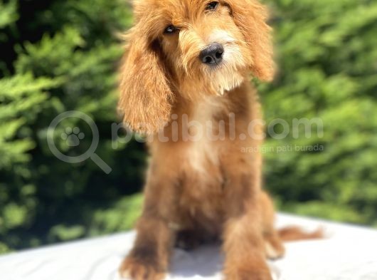Red Cavapoo Bebekler Di̇zayn Irk görsel