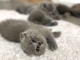 Safkan Scottish Fold Ve Bri̇ti̇sh Shorthair