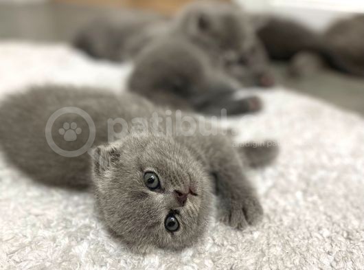 Safkan Scottish Fold Ve Bri̇ti̇sh Shorthair görsel