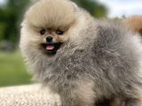 Teddy Face Pomeranian Boo Bebekler