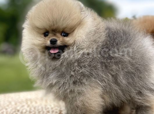 Teddy Face Pomeranian Boo Bebekler