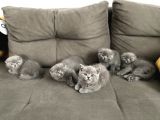 Safkan Scottish Fold Ve Bri̇ti̇sh Shorthair