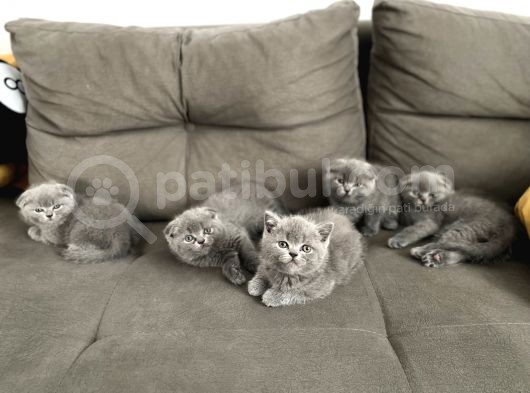 Safkan Scottish Fold Ve Bri̇ti̇sh Shorthair görsel