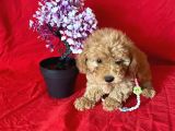Orji̇nal Toy Poodle Anne Altindan