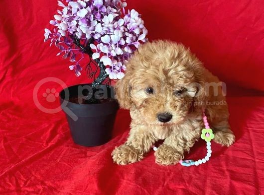 Orji̇nal Toy Poodle Anne Altindan görsel