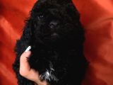 Muhteşem Black Toypoodle Yavrumuz