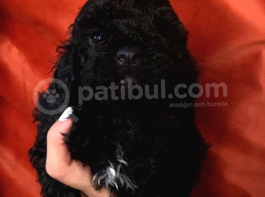 Muhteşem Black Toypoodle Yavrumuz