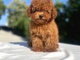 Red Brown Di̇şi̇ Mi̇ni̇ Boy Bebekler