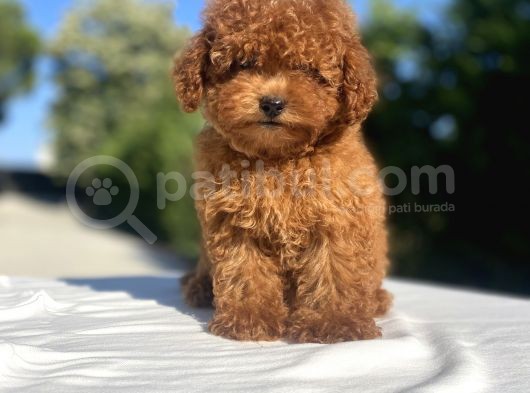 Red Brown Di̇şi̇ Mi̇ni̇ Boy Bebekler görsel