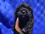 Muhteşem Black Toypoodle Yavrumuz