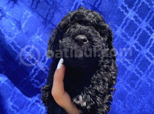 Muhteşem Black Toypoodle Yavrumuz görsel