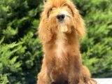 Red Cavapoo Bebekler Di̇zayn Irk
