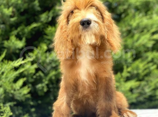 Red Cavapoo Bebekler Di̇zayn Irk