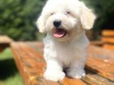 Malti̇poo Bebekleri̇mi̇z Di̇zayn Irk